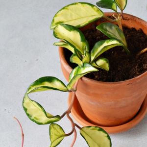 Hoya carnosa 'Tricolor' (5.5cm Pot)