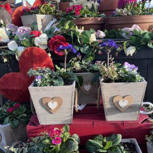 Planted Arrangement- Valentine's Planter £12.99
