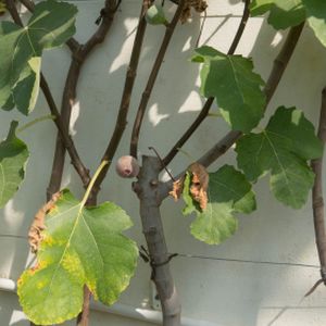 Fig Ficus carica 'Rouge de Bordeaux' 3L