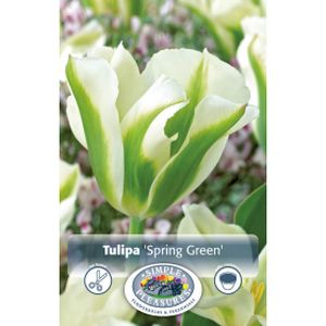 Simple Tulip Viridiflora Spring Green