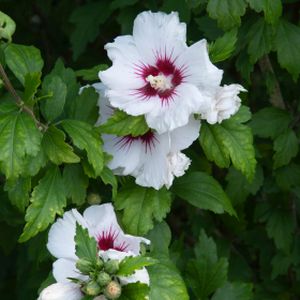 Hibiscus syriacus 'Red Heart' (AGM) 10L
