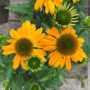 Echinacea 'Pollynation Yellow' 3L