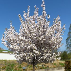 Prunus 'Sunset Boulevard' (14-16cm) 55L
