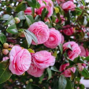 Camellia japonica 1.5L