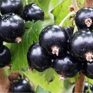 Blackcurrant Ribes Cassissima 'Black Marblle' 3L