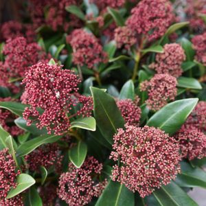 Skimmia japonica 'Miracle' (Stem50cm) 6