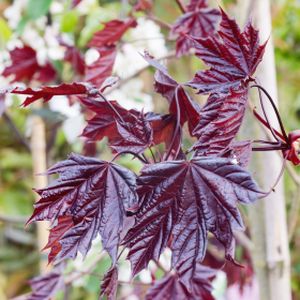 Acer platanoides 'Royal Red' 12L