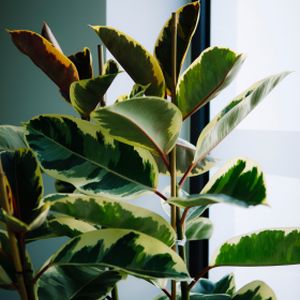 Ficus elastica (27cm Pot)