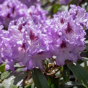Rhododendron 'Blue Peter' (AGM) (Hybrid) 5L