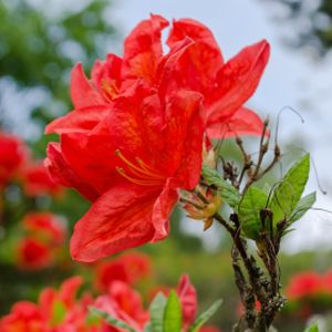 Azalea Rhododendron 'Koster's Brilliant Red' 4L