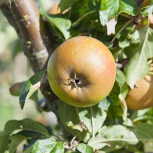 Apple Malus 'Cox's Orange Pippin' (M26) 12L