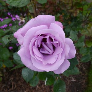 Rosa 'Moody Blue' (Hybrid Tea) 5L