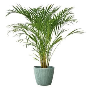 Areca Palm Dypsis lutescens (AGM) (27cm Pot) (140cm)
