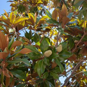 Magnolia grandiflora 45L