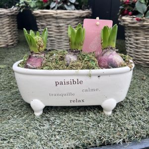 Hyacinth Bathtube (26cm Pot)