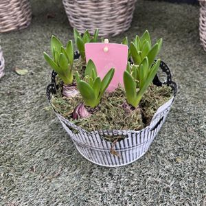 Hyacinth Hearts of Zinc (16cm Pot)