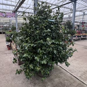 Camellia japonica (Mixed) 130L