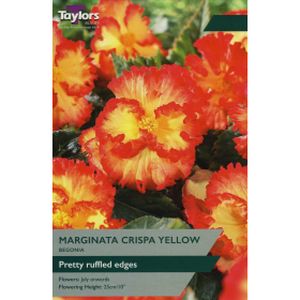 Taylors Begonia Marginata Crispa Yellow