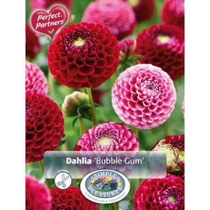 Simple Pleasures Dahlia Bubble Gum