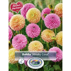 Simple Dahlia Whisky Coral
