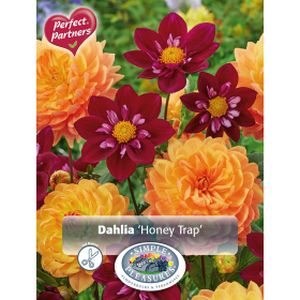 Simple Dahlia Honey Trap