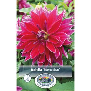 Simple Pleasures Dahlia Decorative Mero Star