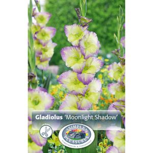 Simple Gladiolus Moonlight Shadow