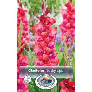 Simple Gladiolus Lucky Lips