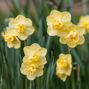 Daffodil Narcissus 'Yellow Cheerfulness' 1L