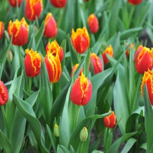 Tulip Tulipa 'Fringed Fabio' 1L