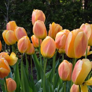 Tulip Tulipa 'Blushing Apeldoorn' 1L