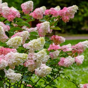 Hydrangea paniculata 'Pink Lady' 1L