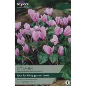 Taylors Cyclamen Hederifolium