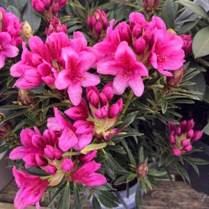 Rhododendron 'Grazeasy Dark Pink' 5L