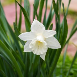 Daffodil Narcissus 'Mount Hood' 1L