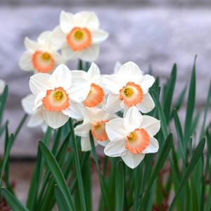 Daffodil Narcissus 'Pink Charm' 1L