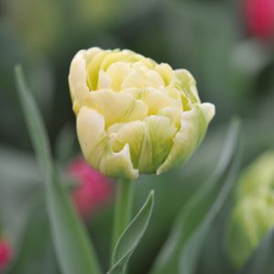 Tulip Tulipa 'Verona' 1L