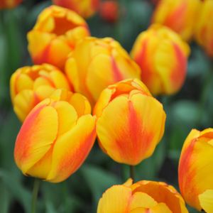 Tulip Tulipa 'Oxford' 1L