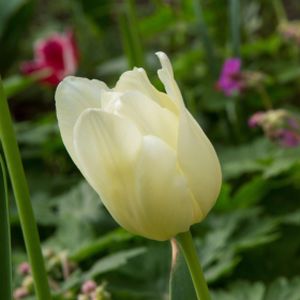 Tulip Tulipa 'Cream Flag' 1L
