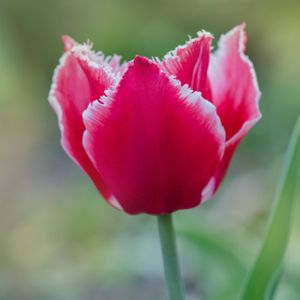 Tulip Tulipa 'Bell Song' 1L