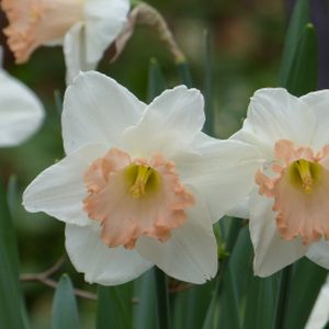 Daffodil Narcissus 'Salome' 1L