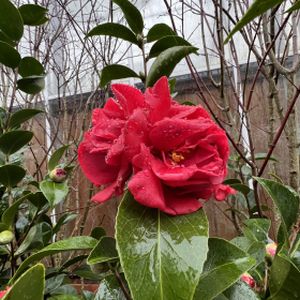 Camellia japonica 'Mrs Charles Cobb' 18L