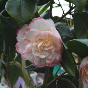 Camellia japonica 'Margaret Davis' 18L