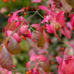 Euonymus alatus 'Timber Creek' (syn Chicago Fire) 7.5L