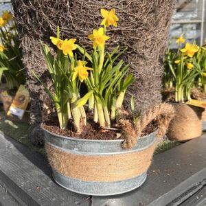 Planted Arrangement- Seagrass Bowl - Medium (22cm)