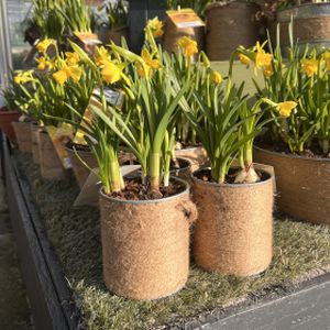 Planted Arrangement- Fleurs Planter - Small (10.5cm Pot)