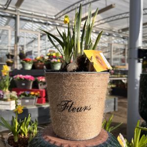 Planted Arrangement- Fleurs Planter - Large 2L