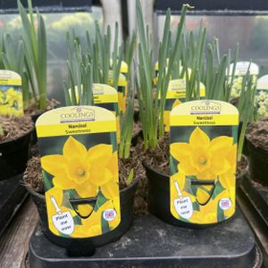 Daffodil Narcissus 'Sweetness' (9cm Pot)