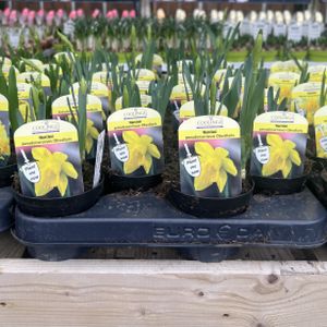 Daffodil Narcissus 'Obvallaris' (9cm Pot)
