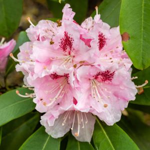 Rhododendron 'Albert Schweitzer' (Hybrid) 35L